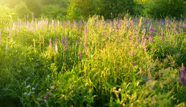夏の日没に野のルパンの花 草本植物マメ科植物 — ストック写真