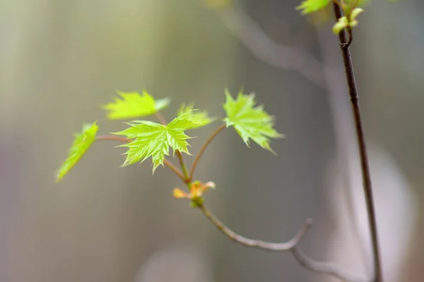 Feche Primeiras Folhas Verdes Bordo Fundo Desfocado Primavera — Fotografia de Stock