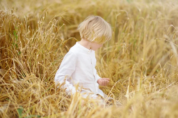 Školák Zlatém Podzimním Pšeničném Poli Dítě Bílé Košili Chodí Poli — Stock fotografie