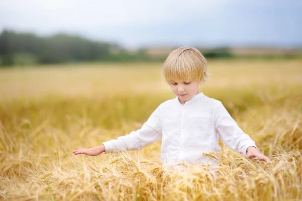 Carino Bambino Età Prescolare Sul Campo Grano Autunno Oro Bambino — Foto Stock