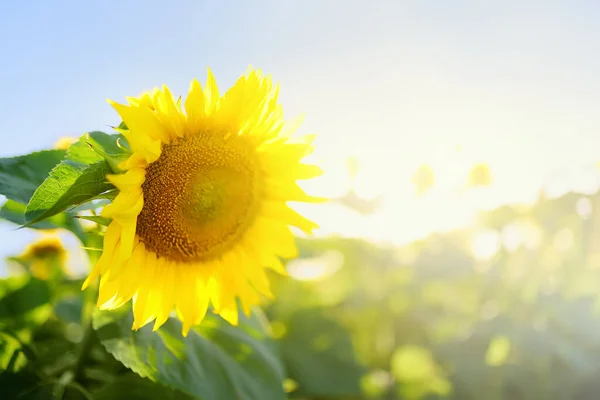 阳光灿烂的夏日 一片向日葵地 大花在前景中 种植向日葵以生产石油 — 图库照片