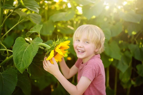 Mládenec Chodí Poli Slunečnic Dítě Hraje Velkou Květinou Při Západu — Stock fotografie