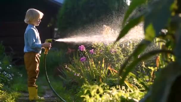 小さな男の子は花壇に散水し 日当たりの良い裏庭で庭のホースで遊んでいます 水のスプレーで楽しんでいる未就学児 子供連れの家族のための夏の屋外活動 — ストック動画