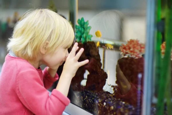 Garçon Âge Préscolaire Regardant Des Poissons Dans Aquarium Dans Animalerie — Photo