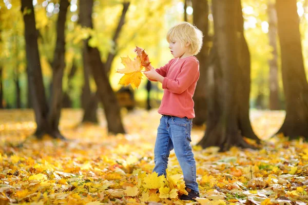 秋の晴れた日に森の中を散歩中の小さな男の子 子供はカエデの葉を集める 好奇心の強い赤ちゃんは自然を探索します 子供連れの家族のための秋の野外活動 — ストック写真