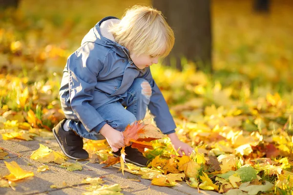 秋の晴れた日に公園を散歩中の小さな男の子 子供はカエデの葉を集める 好奇心の強い赤ちゃんは自然を探索します 子供連れの家族のための秋の野外活動 — ストック写真