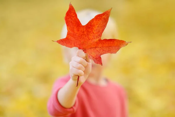 Kleine Jongen Die Plezier Heeft Tijdens Een Boswandeling Zonnige Herfstdag — Stockfoto