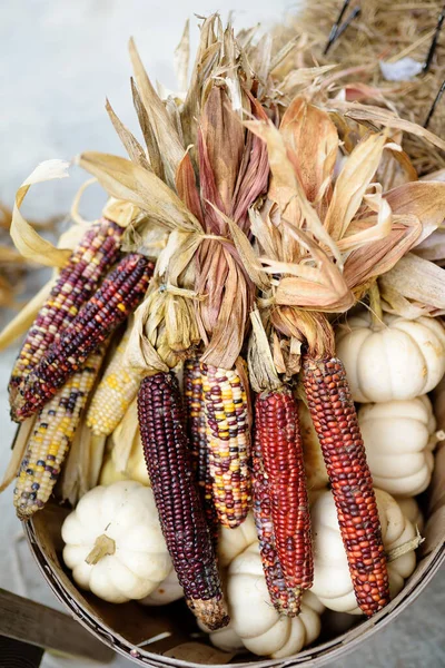 Красочные Колосья Индийской Кукурузы Готовы Продаже Сезонной Сельскохозяйственной Ярмарке Рынок — стоковое фото