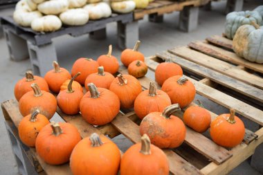 Sonbaharda tarım pazarında taze sağlıklı biyolojik turuncu balkabakları. Balkabağı, Amerikan bayramlarında kullanılan geleneksel bir sebzedir. Cadılar Bayramı ve Şükran Günü. Hasat zamanı