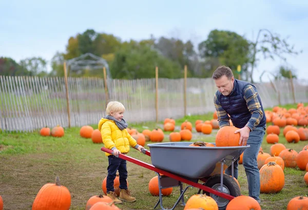 Little boy and his father on a pumpkin farm at autumn. Family with child hold a wheelbarrow with pumpkins. Pumpkin is traditional vegetable used during American holidays - Halloween and Thanksgiving Day.