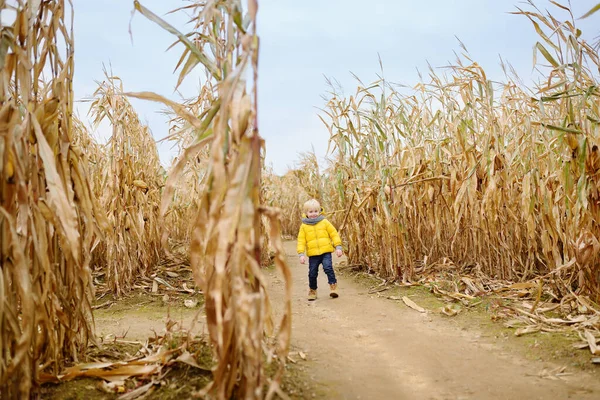 Дошкольник Ходит Среди Сушеных Стеблей Кукурузы Кукурузном Лабиринте Традиционное Осеннее — стоковое фото
