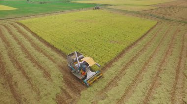 Birleştirme havadan görünümü hasat alanında Ayutthaya, Tayland