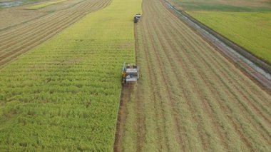 Birleştirme havadan görünümü hasat alanında Ayutthaya, Tayland