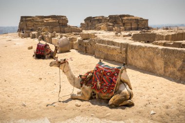 Giza, Mısır 'da develi Büyük Piramit