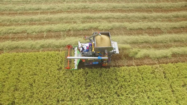 Luftaufnahme Eines Mähdreschers Auf Einem Erntefeld Ayutthaya Thailand — Stockfoto