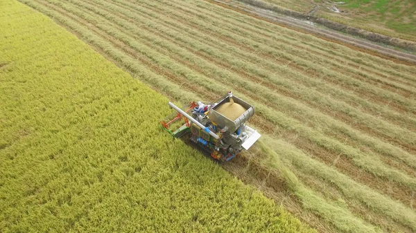 Aerial view of combine on harvest field in Ayutthaya, Thailand