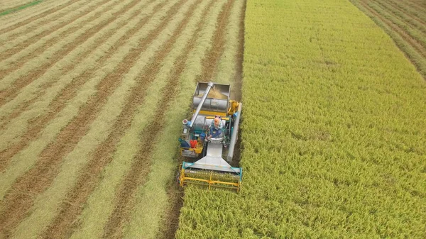 Vista Aérea Combinar Campo Colheita Ayutthaya Tailândia — Fotografia de Stock