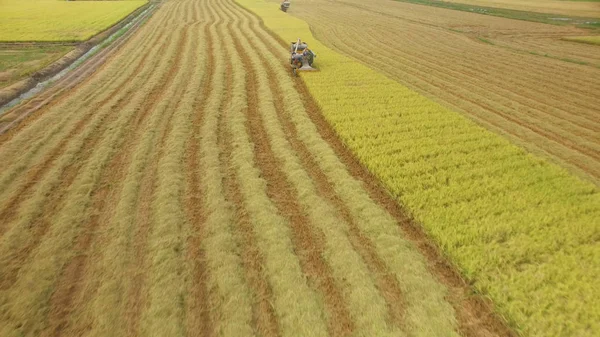 Luftaufnahme Eines Mähdreschers Auf Einem Erntefeld Ayutthaya Thailand — Stockfoto