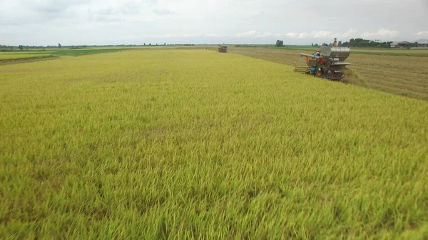 Aerial view of combine on harvest field in Ayutthaya, Thailand