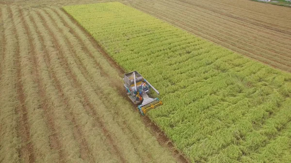 Aerial view of combine on harvest field in Ayutthaya, Thailand