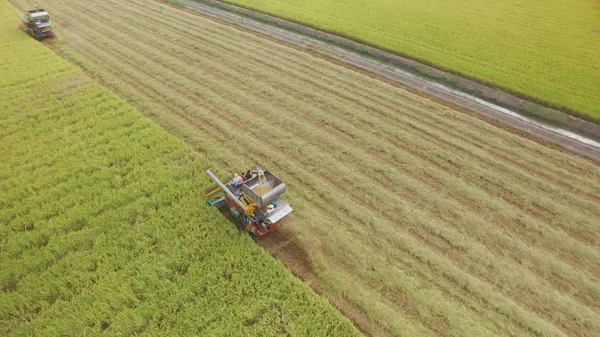 Aerial view of combine on harvest field in Ayutthaya, Thailand