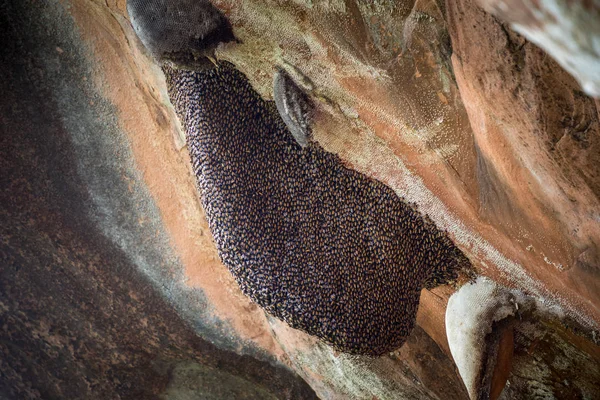 Miel Abeja Enjambre Piedra —  Fotos de Stock