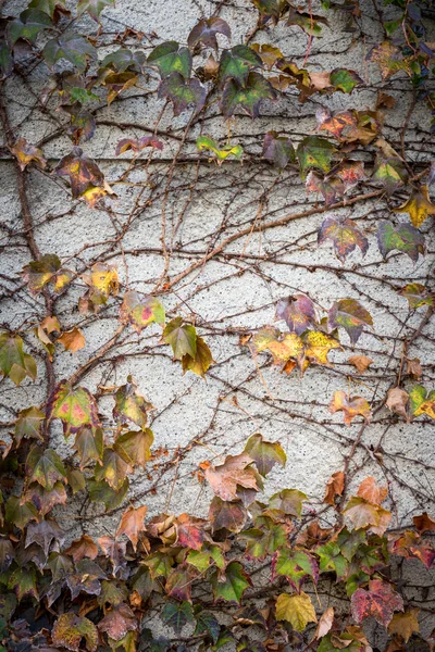 Sonbaharda kırmızı akçaağaç yaprakları