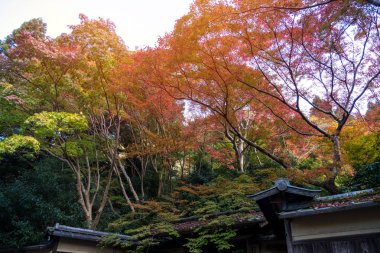 Sonbaharda kırmızı akçaağaç yaprakları