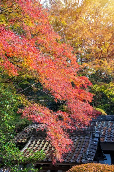 Sonbaharda kırmızı akçaağaç yaprakları