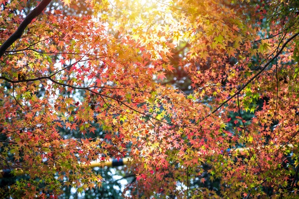 Folhas de bordo vermelhas no outono — Fotografia de Stock