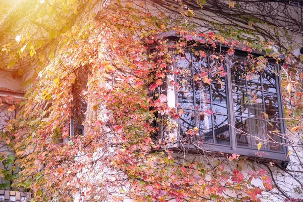 House covered by red autumn leaves — Stock Photo, Image