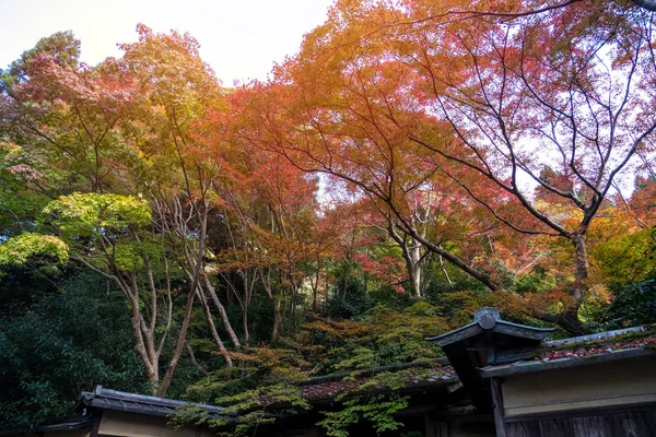 Sonbaharda kırmızı akçaağaç yaprakları