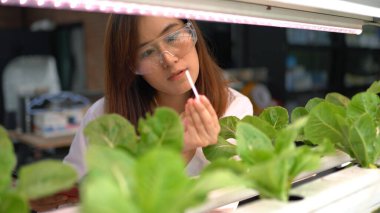 Hidro çiftliğinde Asyalı kadın bilimi araştırması