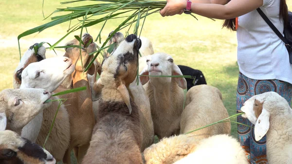 閉じるアップ女性給餌草へかわいい羊で農場 — ストック写真