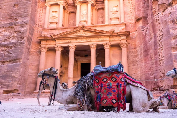 Camellos Frente Tesoro Petra Antigua Ciudad Khazneh Jordania —  Fotos de Stock