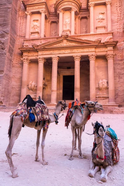 Camelos Frente Tesouro Petra Antiga Cidade Khazneh Jordânia — Fotografia de Stock
