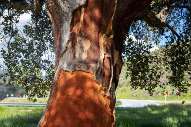 yaz günü ağacında Cork