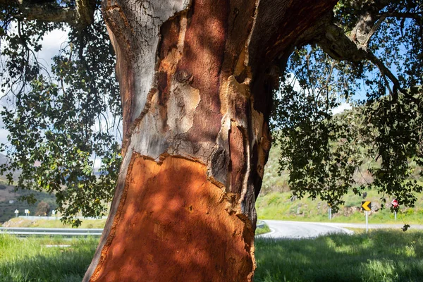 yaz günü ağacında Cork