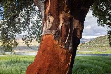 yaz günü ağacında Cork