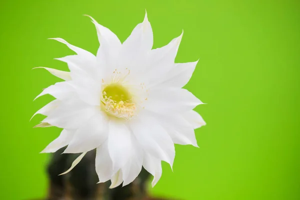 Belle fleur de cactus sur fond vert — Photo