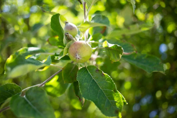 Pequeña Manzana Fresca Creciendo Árbol —  Fotos de Stock