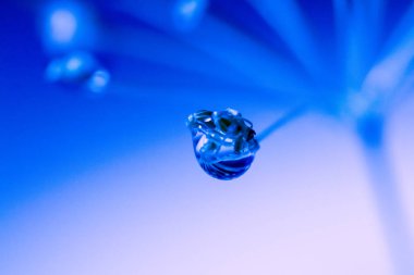 su ile çiçek ile mavi arka plan damla