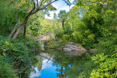Orman, nehir ve ahşap köprü