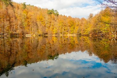 Orman Gölü ve sarı sonbahar