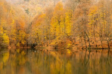 Orman Gölü ve sarı sonbahar