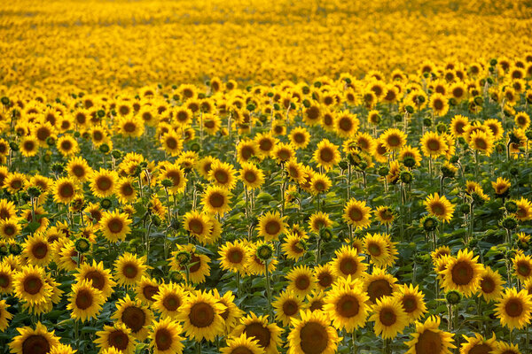 Красивое поле подсолнухов летом