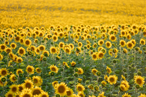 Красивое поле подсолнухов летом
