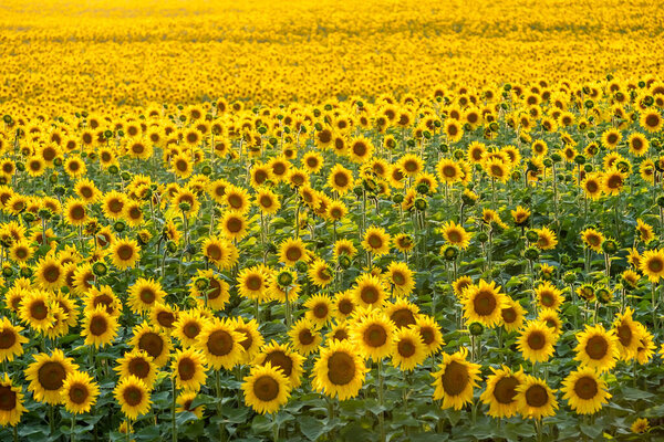 Красивое поле подсолнухов летом