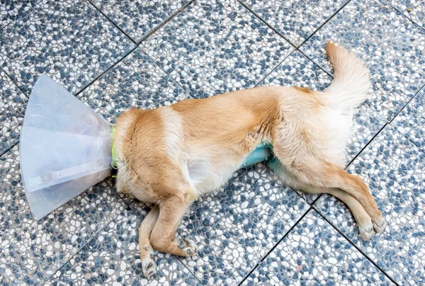 Chien Dort Après Une Chirurgie Stérile Avec Collier Protection Photos De Stock Libres De Droits