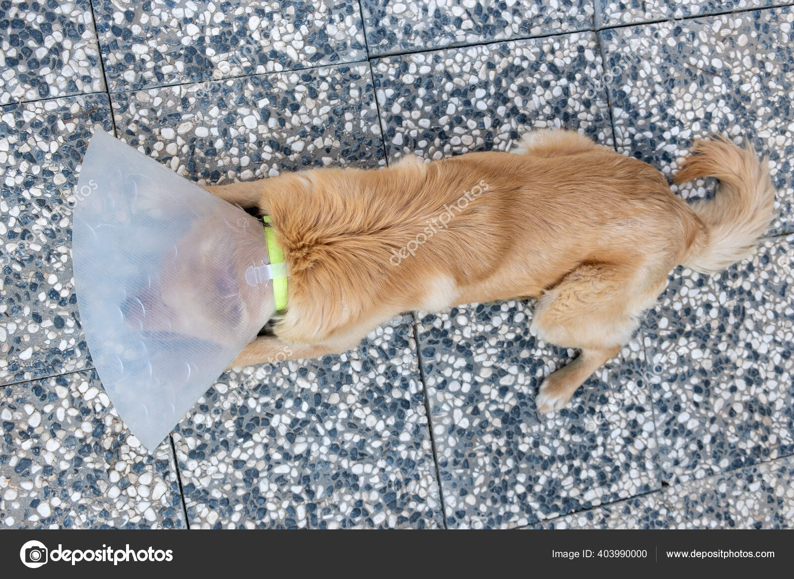 How Long Should A Dog Sleep After Surgery